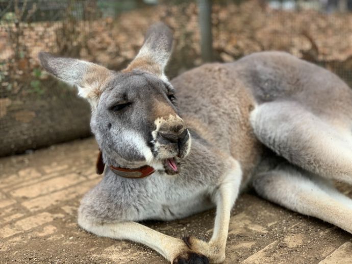 「ダチョウ王国」の寝そべるカンガルー