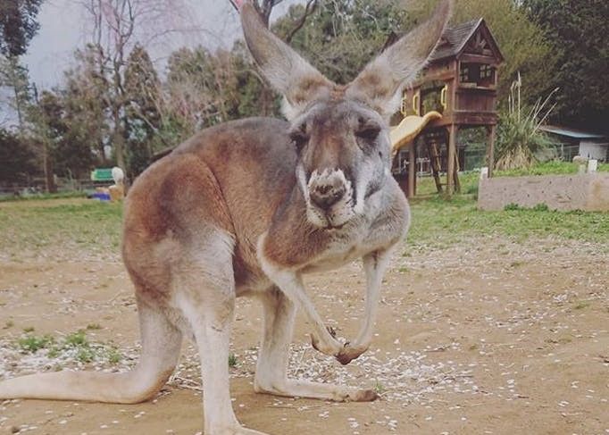 「ダチョウ王国」のカンガルー2枚目