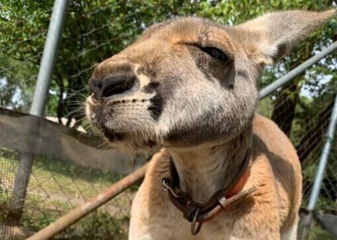 「ダチョウ王国」のカンガルー3枚目