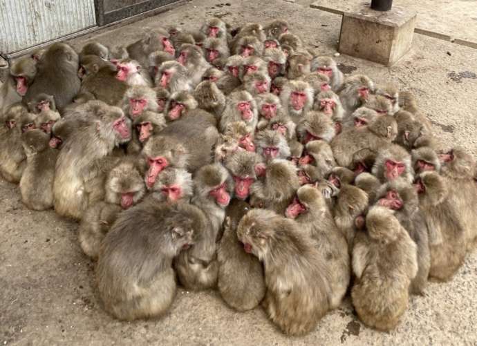 「銚子渓自然動物園 お猿の国」で見られる猿団子
