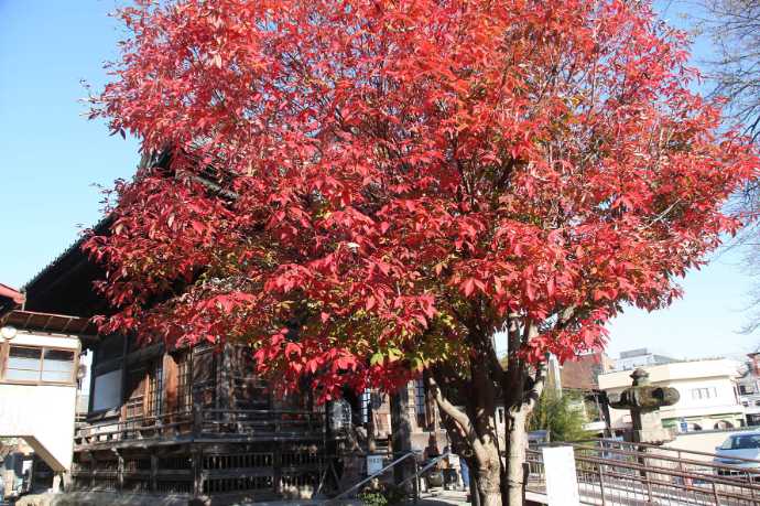 真っ赤に紅葉するメグスリノキ