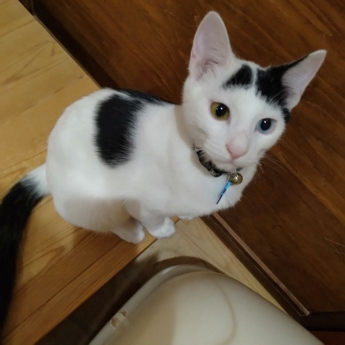 オッドアイの猫さん「ぱっつん丸」