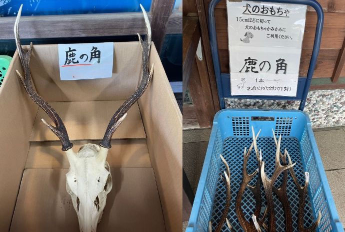 「道の駅 名田庄」で購入できる鹿の角