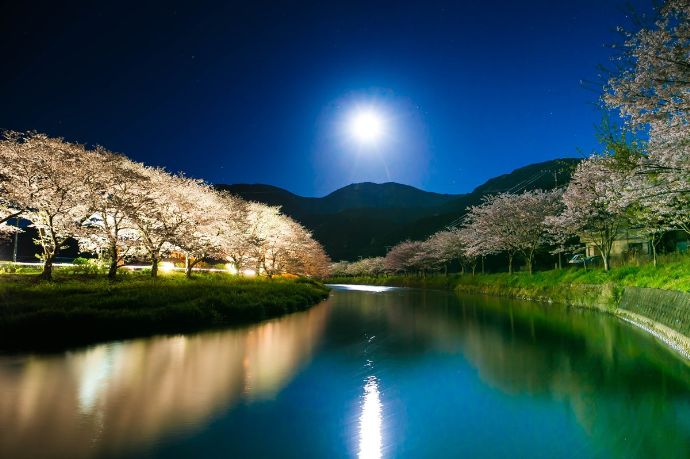静岡県松崎町にある那賀川沿いの桜並木(夜桜)