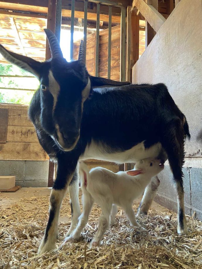道の駅 アグリパーク竜王で飼育されているヤギの親子