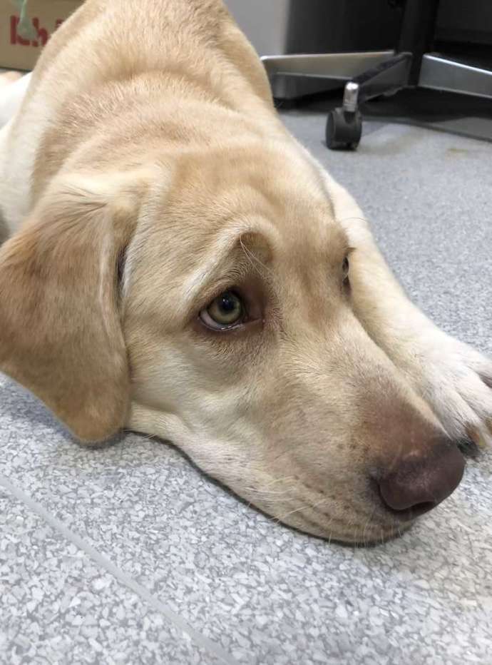 道の駅 アグリパーク竜王の看板犬アム