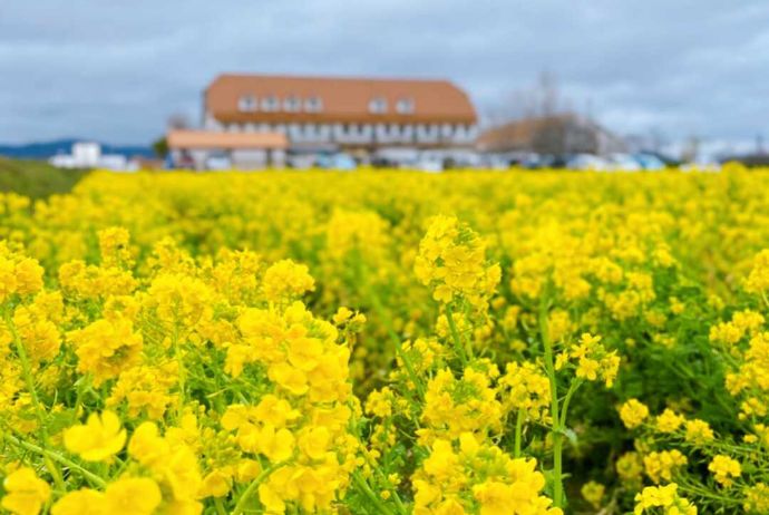 道の駅 アグリパーク竜王の菜の花畑