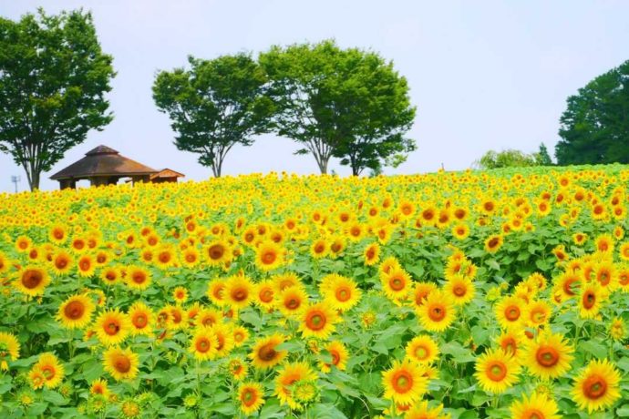 愛知牧場敷地内で夏に見られる満開のひまわり