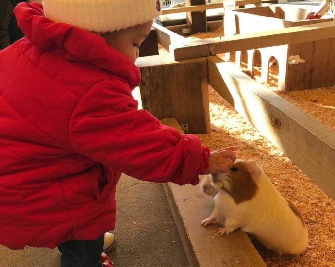 愛知県の「愛知牧場」で動物とふれあう子ども