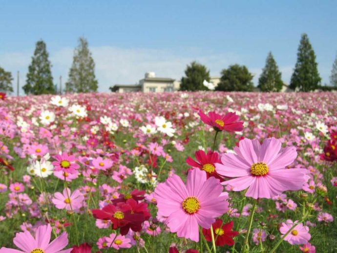 愛知牧場で秋に楽しめるコスモスの花畑