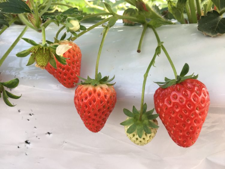 美味しい果物の見分け方を教えてください 