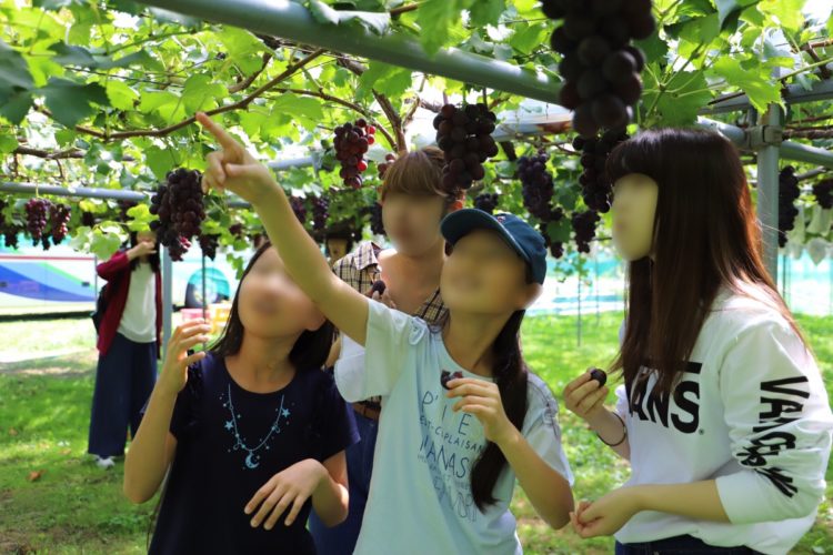 JAあいづフルーツランドの来園者に関すること