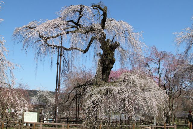 秩父・清雲寺のしだれ桜