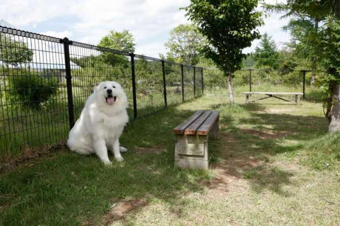 エンゼルフォレスト那須白河の看板犬のジーナ