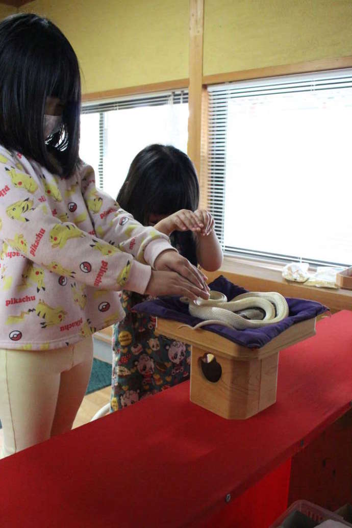 「阿蘇白水龍神權現（白蛇神社）」の御神体・白蛇さまを拝観する子供たち