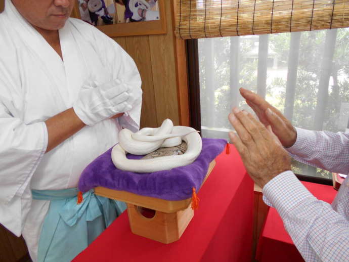 「阿蘇白水龍神權現（白蛇神社）」の御神体である白蛇さま
