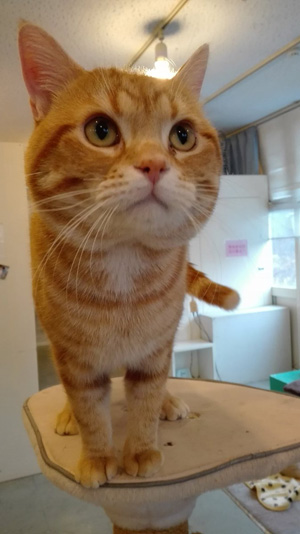 「ねこの博物館」のふれあい広場にいるねこ
