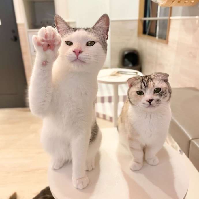 「Fluffy’s cafe」の猫たち