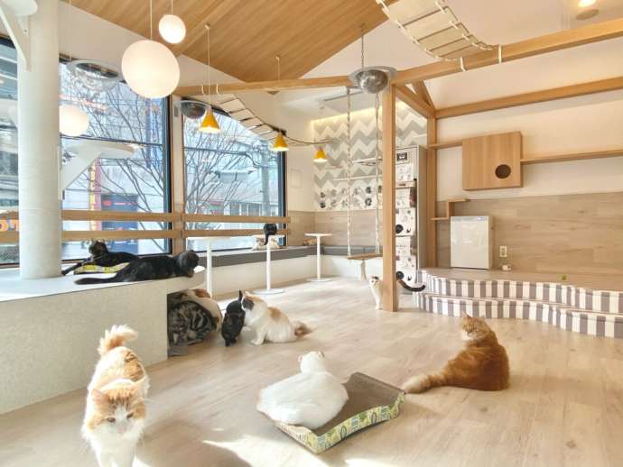 京都府京都市の四条河原町にある「Fluffy’s cafe」の内観