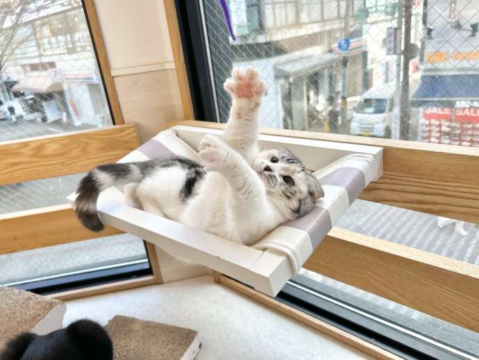 「Fluffy’s cafe」の猫