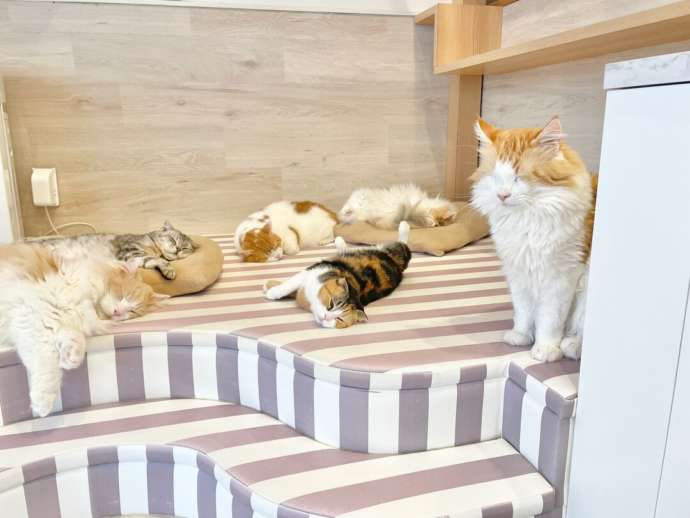 「Fluffy’s cafe」の猫たち