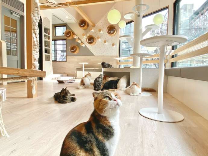 「Fluffy’s cafe」の猫たち