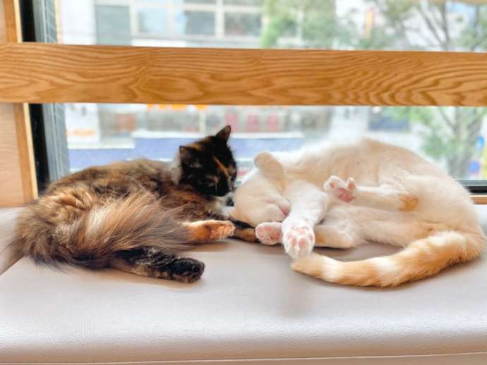 「Fluffy’s cafe」の猫たち