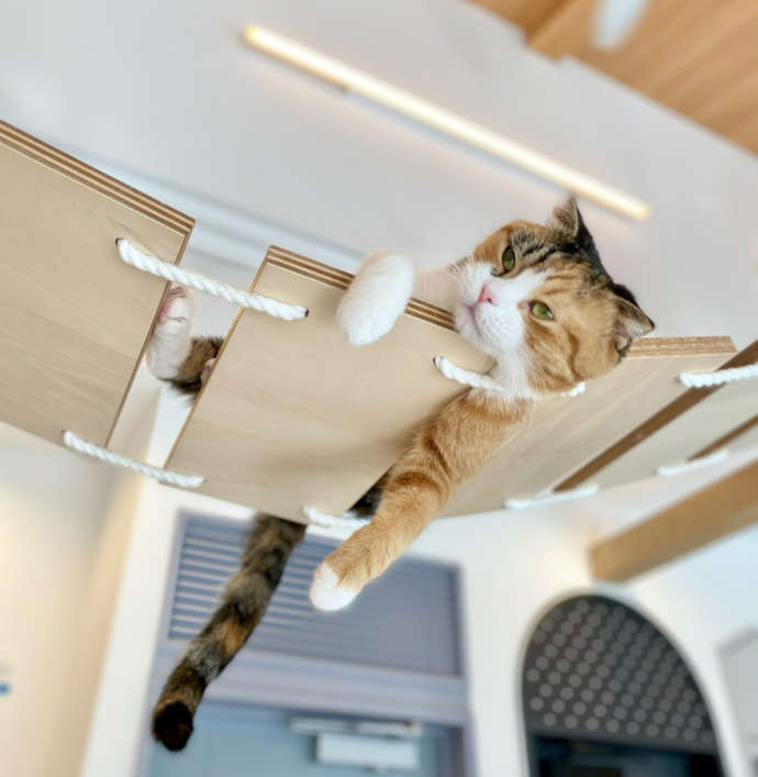 「Fluffy’s cafe」の猫