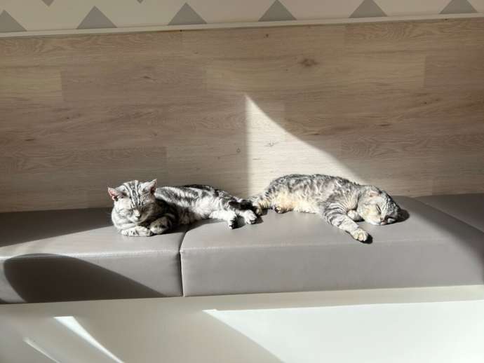 「Fluffy’s cafe」の猫たち