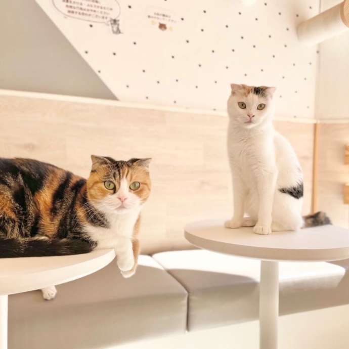 「Fluffy’s cafe」の猫たち