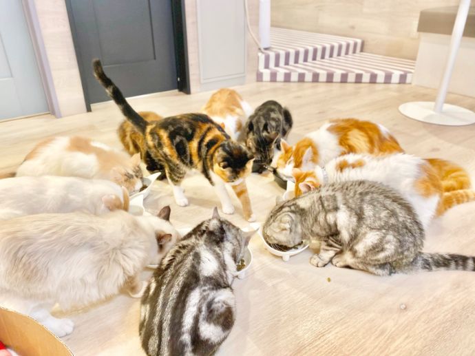 「Fluffy’s cafe」の猫たち