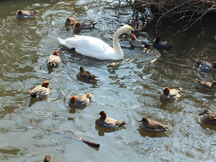 牛久沼の白鳥とカモ