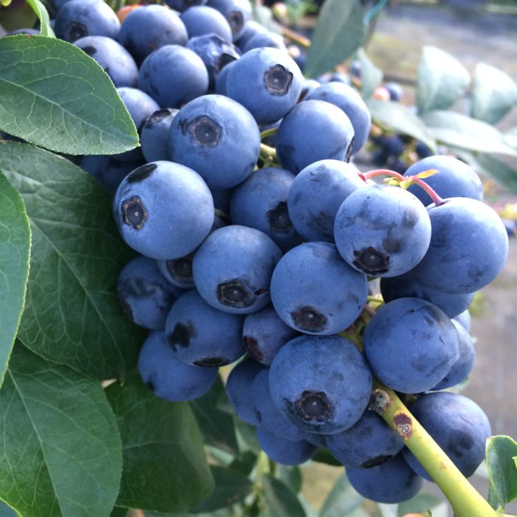 ブルーベリー狩りができる時期はいつですか？