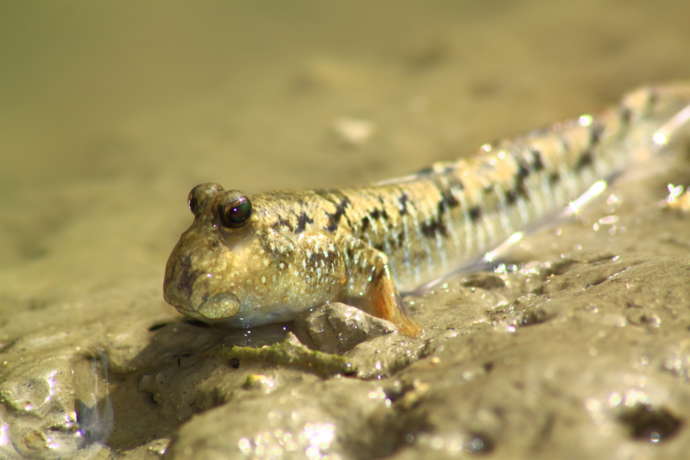沖縄県中頭郡嘉手納町にある「ブルーフィールド」のツアーで見つけた魚