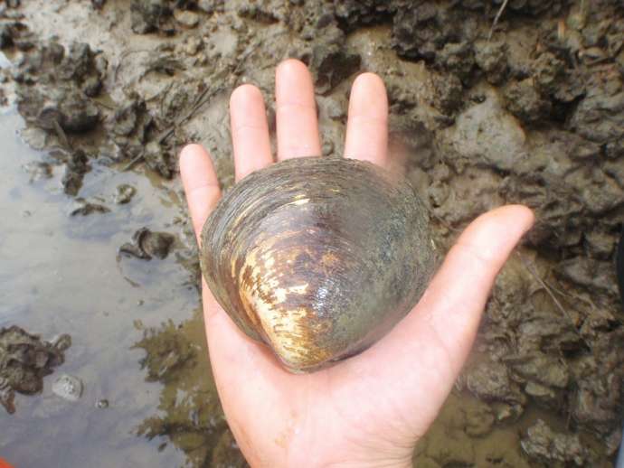 沖縄県中頭郡嘉手納町にある「ブルーフィールド」のツアーで見つけたシレナシジミ
