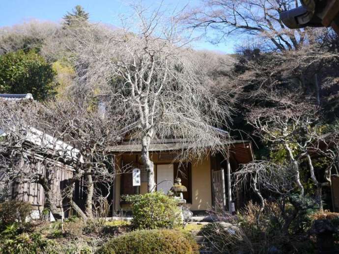 「佛日庵」の烟足軒と大佛次郎夫人より寄贈された枝垂れ桜