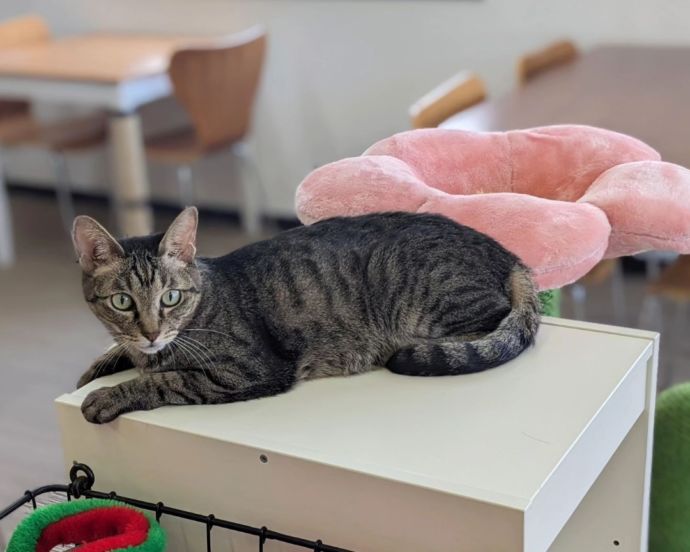 「保護猫カフェ ヘミングウェイ」で猫が棚の上でくつろぐ姿