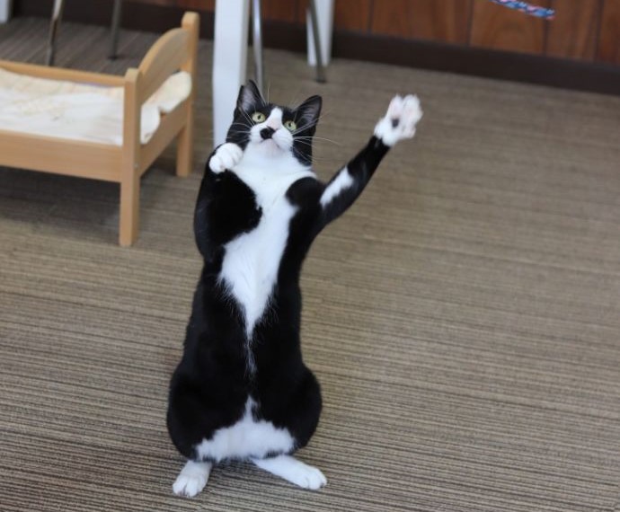 「保護猫カフェ ヘミングウェイ」で出会える譲渡対象の猫がおもちゃにじゃれつく様子
