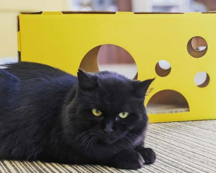 「保護猫カフェ ヘミングウェイ」で出会える譲渡対象の黒猫