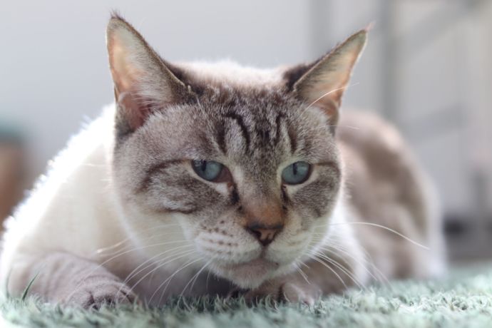 「保護猫カフェ ヘミングウェイ」のアンニュイな表情の猫