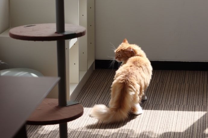 「保護猫カフェ ヘミングウェイ」にいるしっぽがもふもふの猫