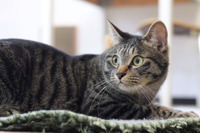 「保護猫カフェ ヘミングウェイ」で出会える毛並みがつやつやの猫