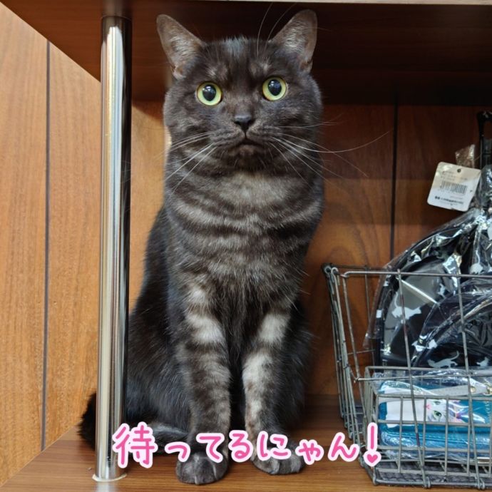 「保護猫カフェ ヘミングウェイ」で出会える黄色い目がかわいい猫