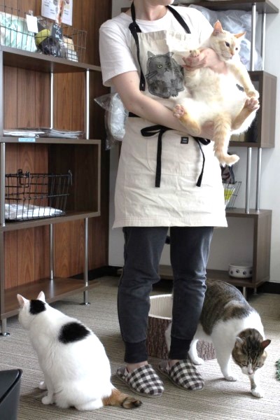 「保護猫カフェ ヘミングウェイ」にいる人慣れした猫たち