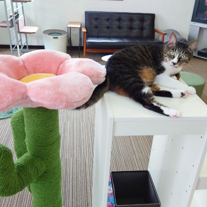 「保護猫カフェ ヘミングウェイ」にいる足の模様が個性的な猫