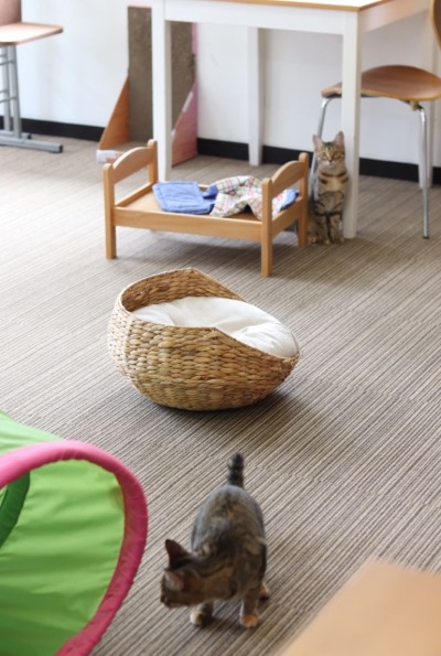 「保護猫カフェ ヘミングウェイ」にいる仔猫たち