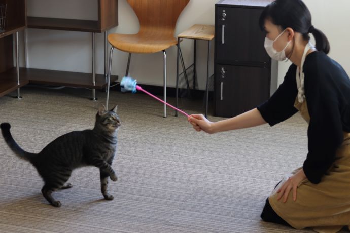 「保護猫カフェ ヘミングウェイ」でおもちゃで遊ぶ猫