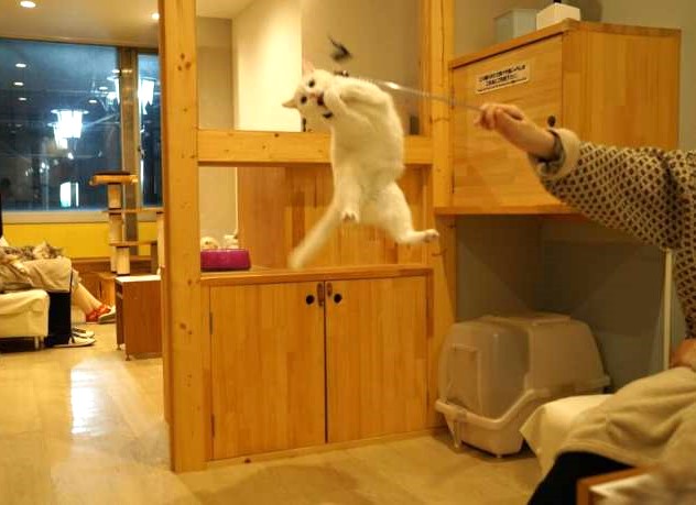 「猫カフェCat tail」の猫たち