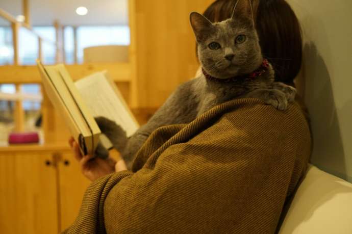「猫カフェCat tail」の猫たち