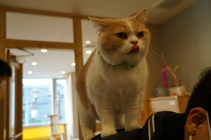 「猫カフェCat tail」の猫たち